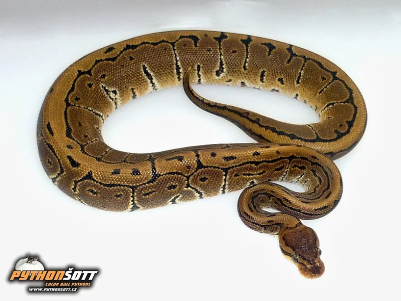 Python regius PINSTRIPE - odchov 2014